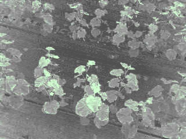 ExG (녹색지수) of plant00 2026_03_12_043445