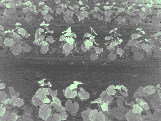 ExG (녹색지수) of plant01 2026_04_04_083950